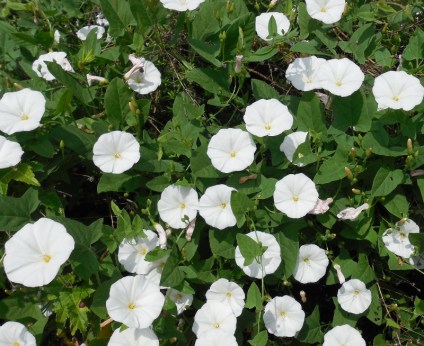 field-bindweed-30-jun-2013